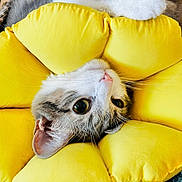Pepita M. Arias is registered to the contest to win money with this photo: animal, cat, closeup, colorful, cozy, cushion, cute, feline, flower_shape, fur, home, indoor, knitted_blanket, pet, playful, relaxed, resting, soft, whiskers, yellow