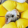 animal, cat, closeup, colorful, cozy, cushion, cute, feline, flower_shape, fur, home, indoor, knitted_blanket, pet, playful, relaxed, resting, soft, whiskers, yellow