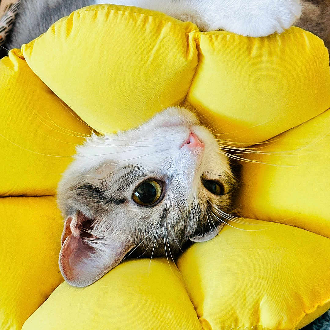 Pepita M. Arias is registered to the contest to win money with this photo: animal, cat, closeup, colorful, cozy, cushion, cute, feline, flower_shape, fur, home, indoor, knitted_blanket, pet, playful, relaxed, resting, soft, whiskers, yellow