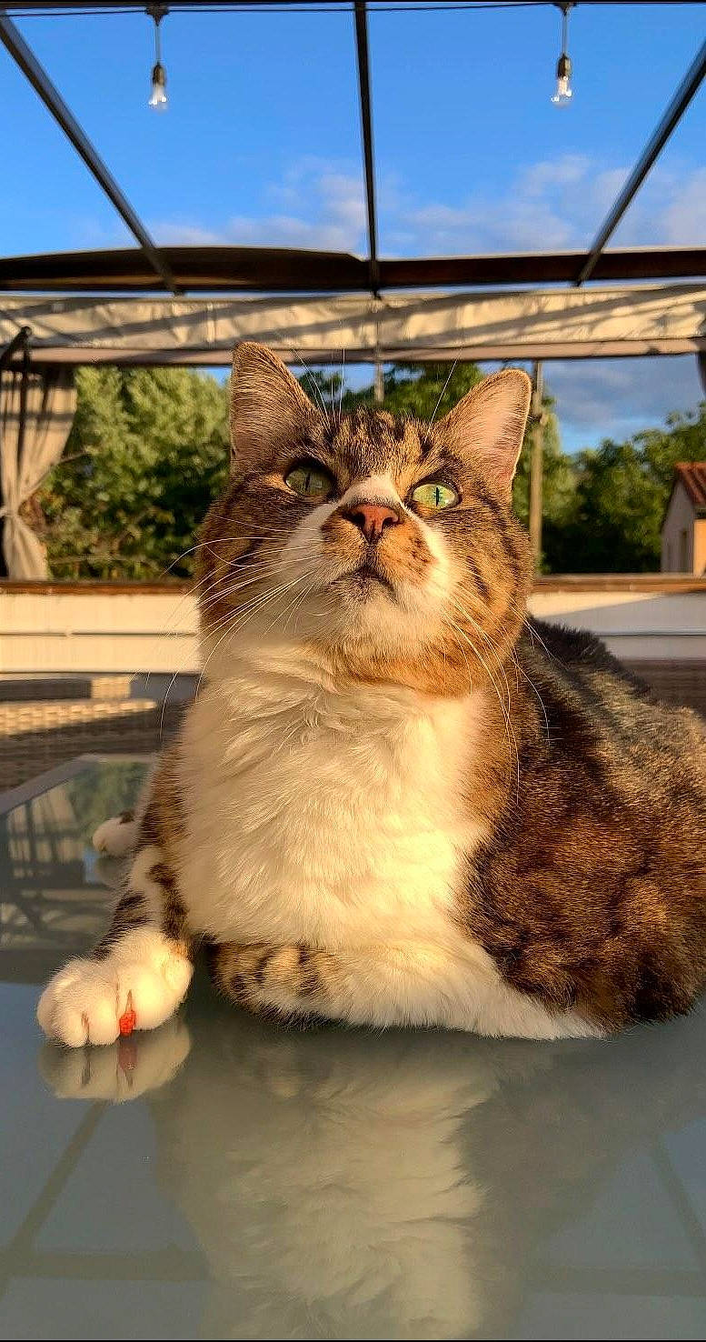 Mimine a rejoint le concours — aidez-le/la à gagner de superbes lots ! carnivore, cat, cloud, domestic_short_haired_cat, eye, fawn, felidae, fur, grass, plant, sky, small_to_medium_sized_cats, snout, tail, tree, water, whiskers, wildlife, window, wood