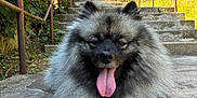 Athena a rejoint le concours — aidez-le/la à gagner de superbes lots ! dog, keeshond, fluffy, tongue_out, stairs, outdoor, greenery, concrete, sunny, happy, pet, animal, nature, railings, trees, canine, resting, portrait, daylight, smiling