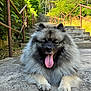 dog, keeshond, fluffy, tongue_out, stairs, outdoor, greenery, concrete, sunny, happy, pet, animal, nature, railings, trees, canine, resting, portrait, daylight, smiling