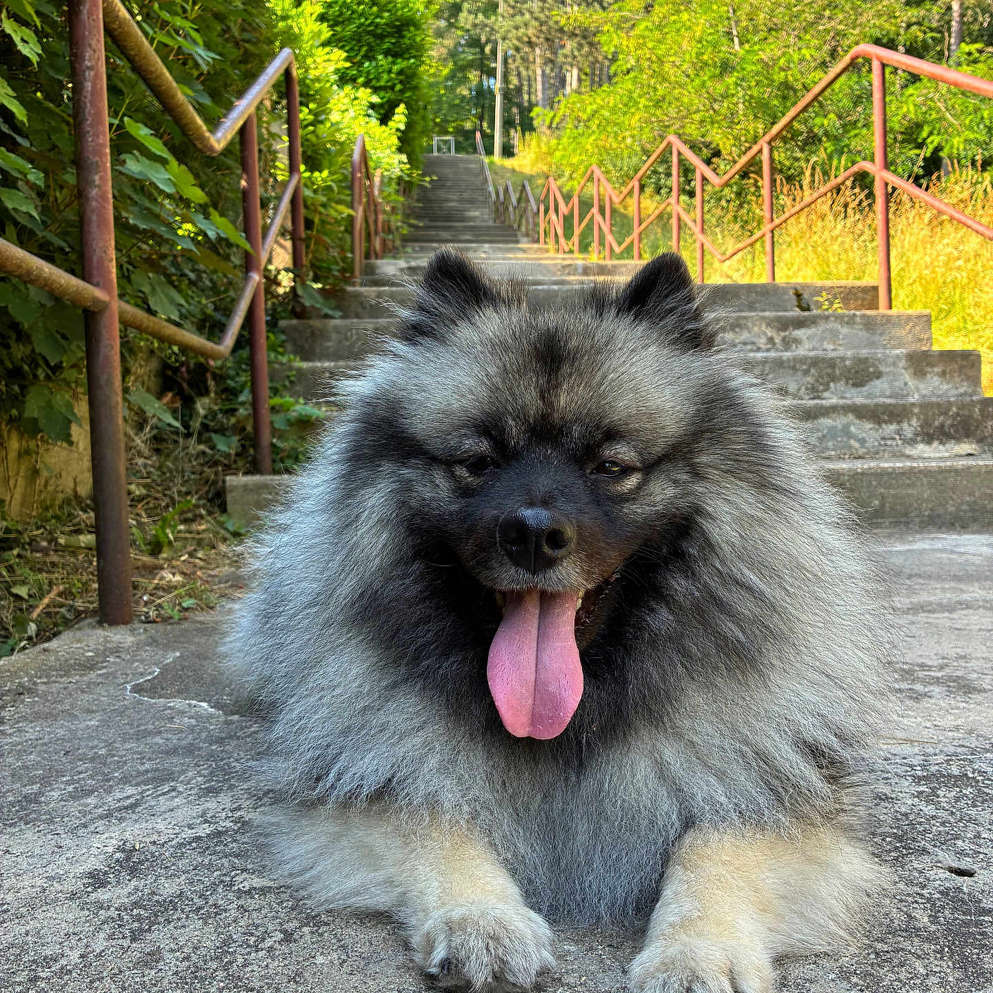 Athena a rejoint le concours — aidez-le/la à gagner de superbes lots ! animal, canine, concrete, daylight, dog, fluffy, greenery, happy, keeshond, nature, outdoor, pet, portrait, railings, resting, smiling, stairs, sunny, tongue_out, trees