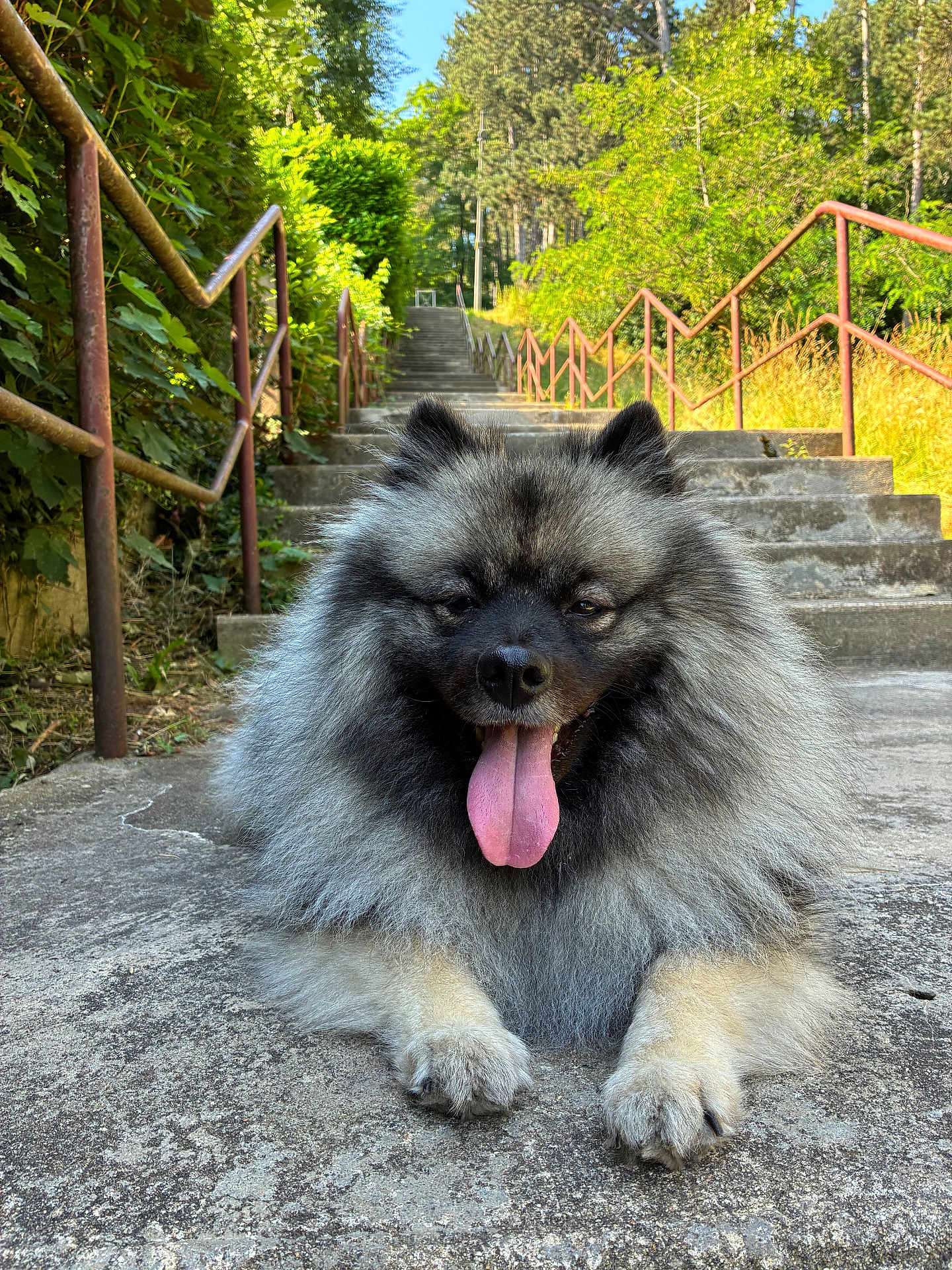 Athena a rejoint le concours — aidez-le/la à gagner de superbes lots ! dog, keeshond, fluffy, tongue_out, stairs, outdoor, greenery, concrete, sunny, happy, pet, animal, nature, railings, trees, canine, resting, portrait, daylight, smiling