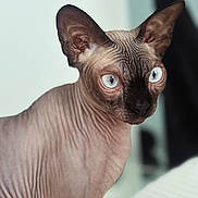 Fenix is registered to the contest to win money with this photo: sphynx_cat, cat, hairless, close_up, portrait, blue_eyes, wrinkles, pet, animal, indoor, feline, whiskers, ears, skin_texture, looking_away, domestic_cat, focused, mammal, cute, curious