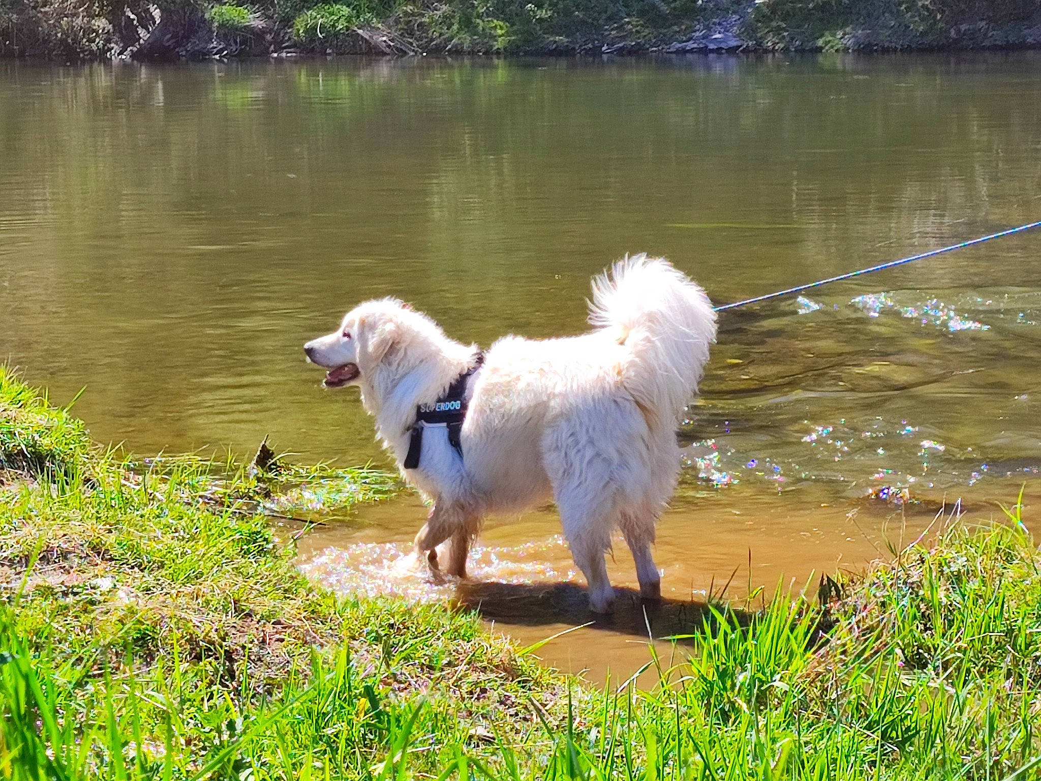 Luffy participe au concours pour gagner de l'argent avec cette photo : canidae, carnivore, companion_dog, dock_jumping, dog, dog_breed, fawn, grass, guard_dog, lake, plant, reservoir, retriever, samoyed, spitz, sporting_group, tail, water, working_animal, working_dog