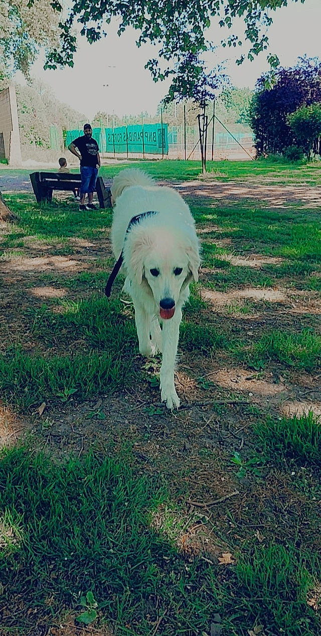 Luffy a rejoint le concours — aidez-le/la à gagner de superbes lots ! bench, canidae, carnivore, chair, companion_dog, dog, dog_breed, grass, leisure, non_sporting_group, pasture, plant, recreation, sky, sporting_group, tail, tree, working_animal, working_dog, yard
