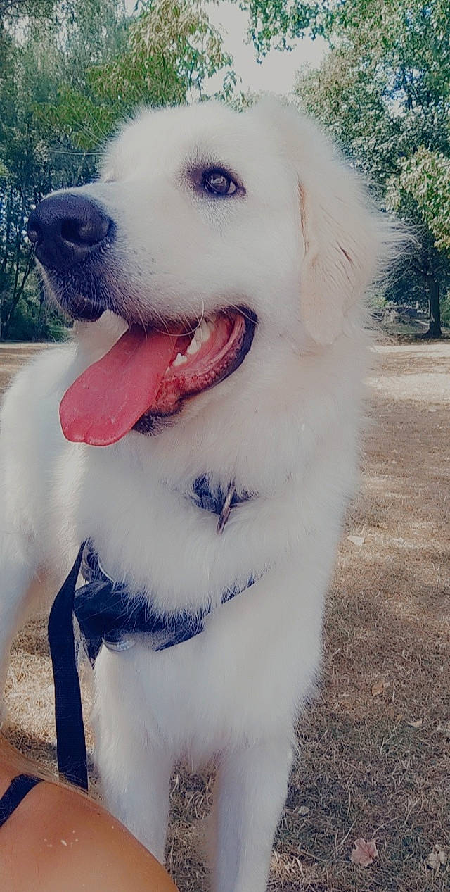 Luffy participe au concours pour gagner de l'argent avec cette photo : canidae, carnivore, collar, companion_dog, dog, dog_breed, dog_collar, dog_supply, event, fang, fur, happy, plant, shout, smile, snout, sporting_group, tree, working_animal, working_dog