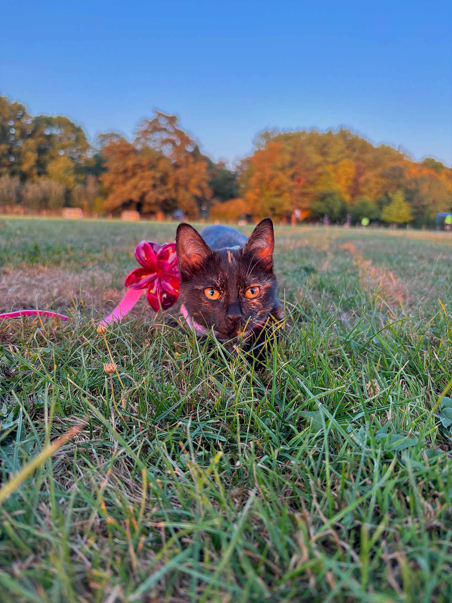 Ava participe au concours pour gagner de l'argent avec cette photo : cat, tortoiseshell, grass, flower, outdoor, nature, animal, pet, field, greenery, sunset, leaves, tree, landscape, closeup, mammal, alert, cute, feline, playful