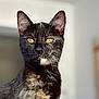 cat, tortoiseshell, close_up, amber_eyes, fur, whiskers, ears, portrait, pet, animal, indoor, curious, feline, mammal, soft_light, blurred_background, sitting, looking, domestic_cat, cute