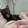Ava a rejoint le concours — aidez-le/la à gagner de superbes lots ! cat, tortoiseshell, blanket, pink, indoor, cozy, fur, pet, animal, yawning, mouth_open, whiskers, ears, resting, cute, soft, comfortable, feline, domestic, relaxed