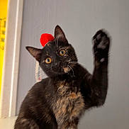 Ava a rejoint le concours — aidez-le/la à gagner de superbes lots ! cat, tortoiseshell, paw, pet, indoor, curious, animal, feline, whiskers, ears, eyes, fur, playful, red_pom_pom, gray_wall, doorway, closeup, sitting, looking, raising_paw