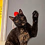 cat, tortoiseshell, paw, pet, indoor, curious, animal, feline, whiskers, ears, eyes, fur, playful, red_pom_pom, gray_wall, doorway, closeup, sitting, looking, raising_paw