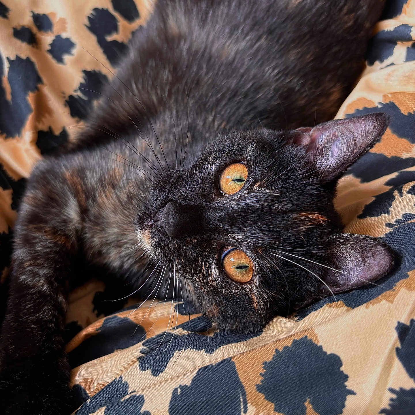 Ava participe au concours pour gagner de l'argent avec cette photo : amber_eyes, animal, cat, close_up, cute, domestic_cat, feline, fur, indoor, laying_down, mammal, patterned_fabric, pet, portrait, relaxed, resting, sleepy, soft_texture, tortoiseshell_cat, whiskers