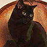black_cat, cat, pet, animal, feline, yellow_eyes, chair, woven_chair, wooden_chair, indoor, curious, sitting, close_up, portrait, domestic_cat, furry, whiskers, ears, looking_away, furniture