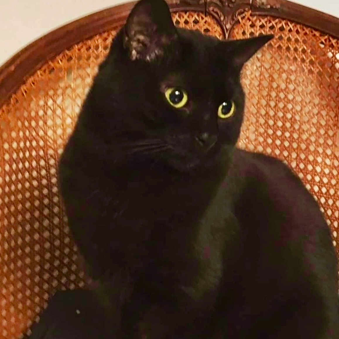 Princesse a rejoint le concours — aidez-le/la à gagner de superbes lots ! black_cat, cat, pet, animal, feline, yellow_eyes, chair, woven_chair, wooden_chair, indoor, curious, sitting, close_up, portrait, domestic_cat, furry, whiskers, ears, looking_away, furniture