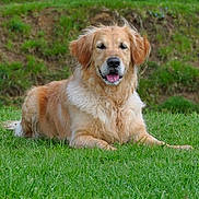 Carpette participe au concours pour gagner de l'argent avec cette photo : dog, golden_retriever, grass, outdoor, pet, animal, canine, lying_down, tongue_out, fur, nature, greenery, happy, mammal, companion, relaxed, summer, friendly, park, daylight