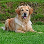 dog, golden_retriever, grass, outdoor, pet, animal, canine, lying_down, tongue_out, fur, nature, greenery, happy, mammal, companion, relaxed, summer, friendly, park, daylight