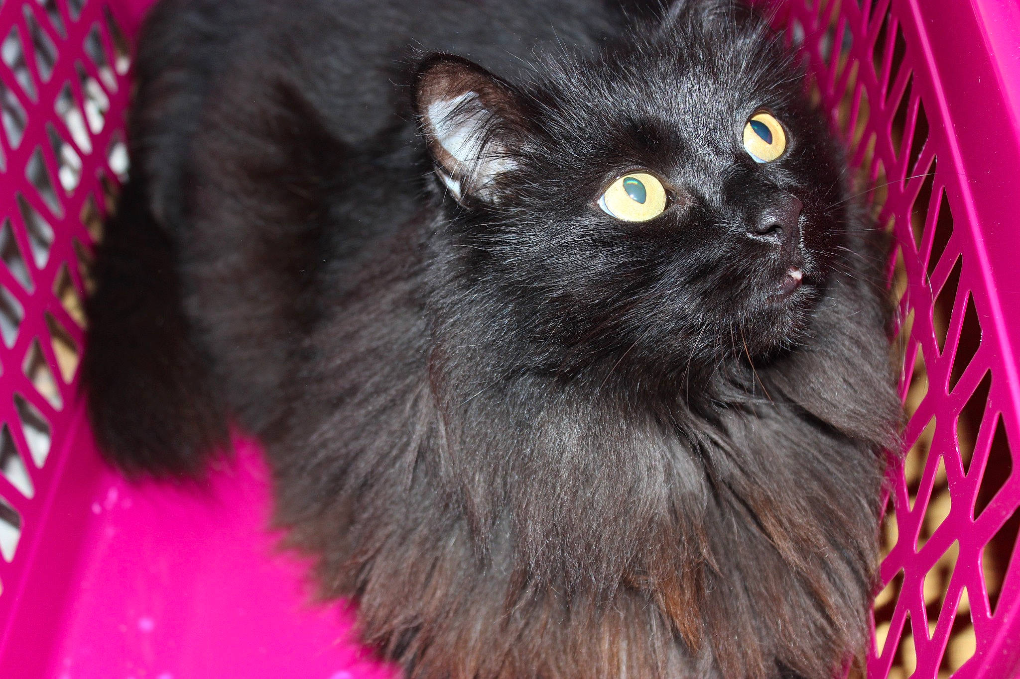 Cachou participe au concours pour gagner de l'argent avec cette photo : black_cat, bombay, carnivore, cat, cat_supply, claw, domestic_short_haired_cat, felidae, fur, iris, magenta, pet_supply, small_to_medium_sized_cats, snout, tail, terrestrial_animal, whiskers