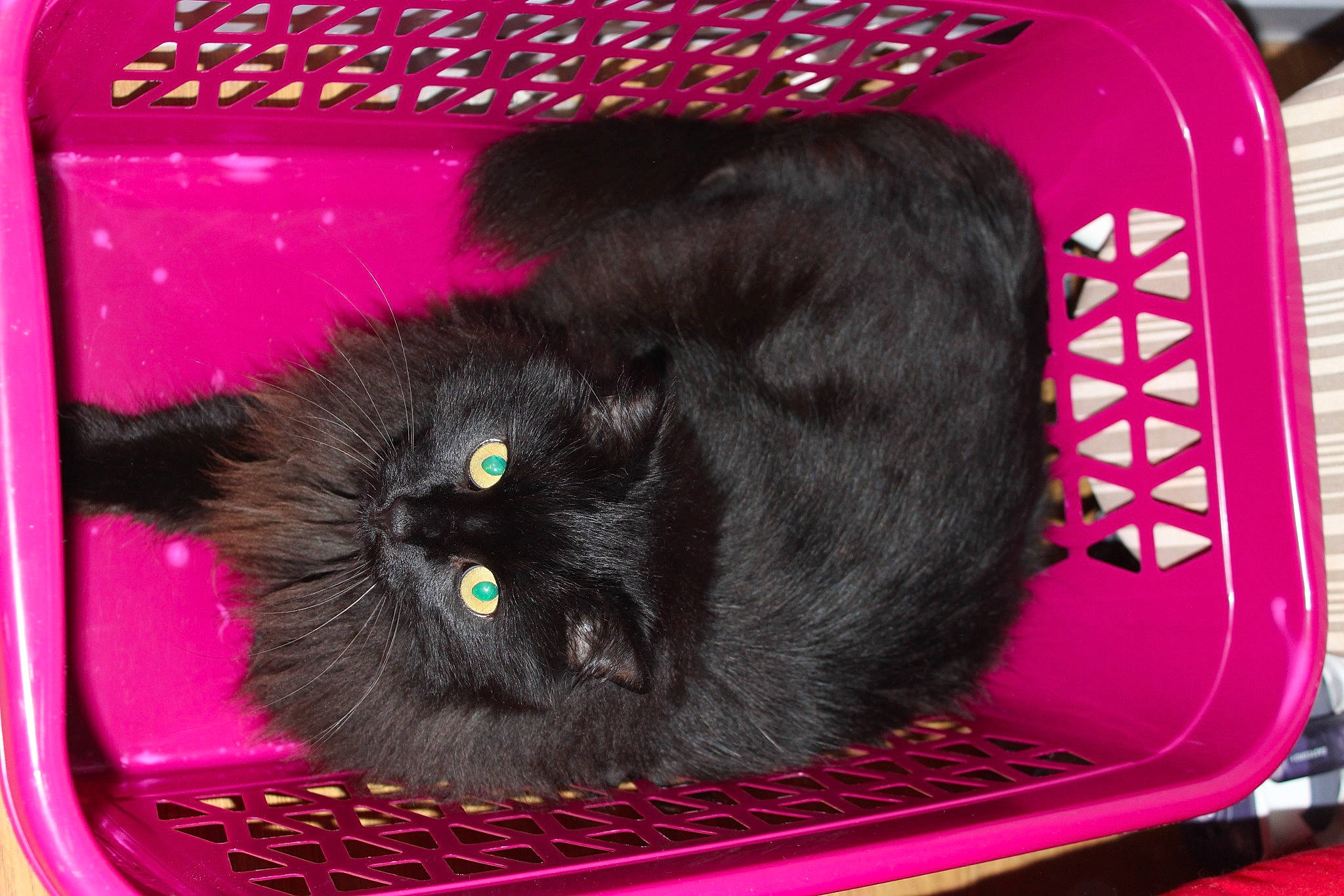 Cachou participe au concours pour gagner de l'argent avec cette photo : black_cat, bombay, box, carnivore, cat, cat_bed, cat_supply, domestic_short_haired_cat, felidae, fur, magenta, pet_supply, pink, red, small_to_medium_sized_cats, snout, tail, whiskers