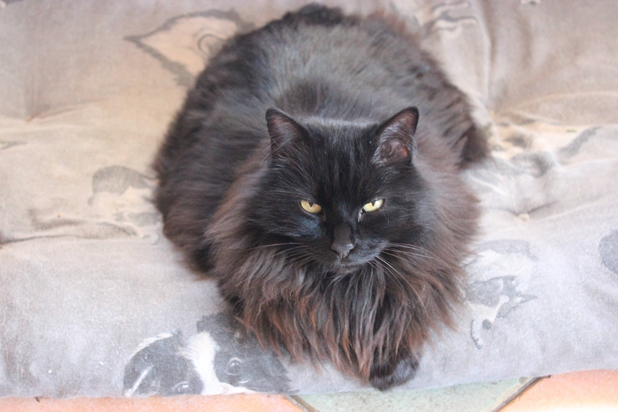 Cachou participe au concours pour gagner de l'argent avec cette photo : black_cat, british_longhair, carnivore, cat, claw, comfort, domestic_short_haired_cat, felidae, fur, grey, paw, small_to_medium_sized_cats, snout, tail, terrestrial_animal, vertebrate, whiskers