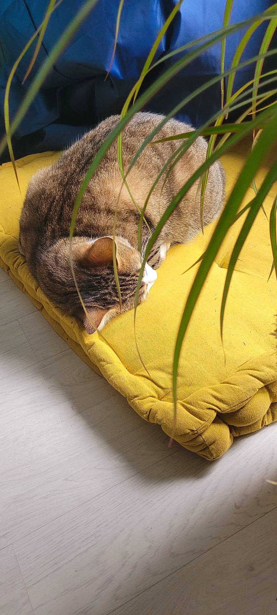 Rocky a rejoint le concours — aidez-le/la à gagner de superbes lots ! bean_bag, carnivore, cat_bed, comfort, couch, felidae, fur, grass, linens, plant, small_to_medium_sized_cats, tail, terrestrial_animal, terrestrial_plant, tints_and_shades, tree, trunk, twig, whiskers, wood