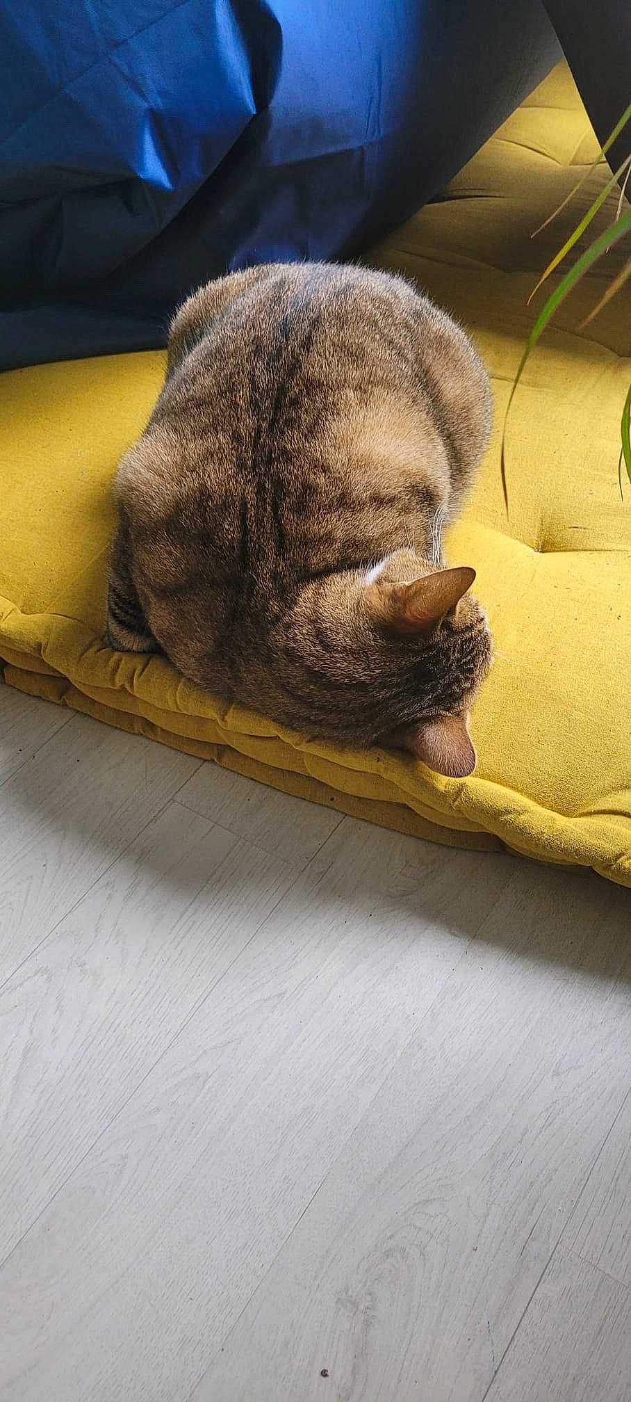 Rocky participe au concours pour gagner de l'argent avec cette photo : carnivore, cat, comfort, couch, domestic_short_haired_cat, fawn, felidae, flooring, fur, hardwood, linens, nap, paw, sleep, small_to_medium_sized_cats, snout, tail, terrestrial_animal, whiskers, wood