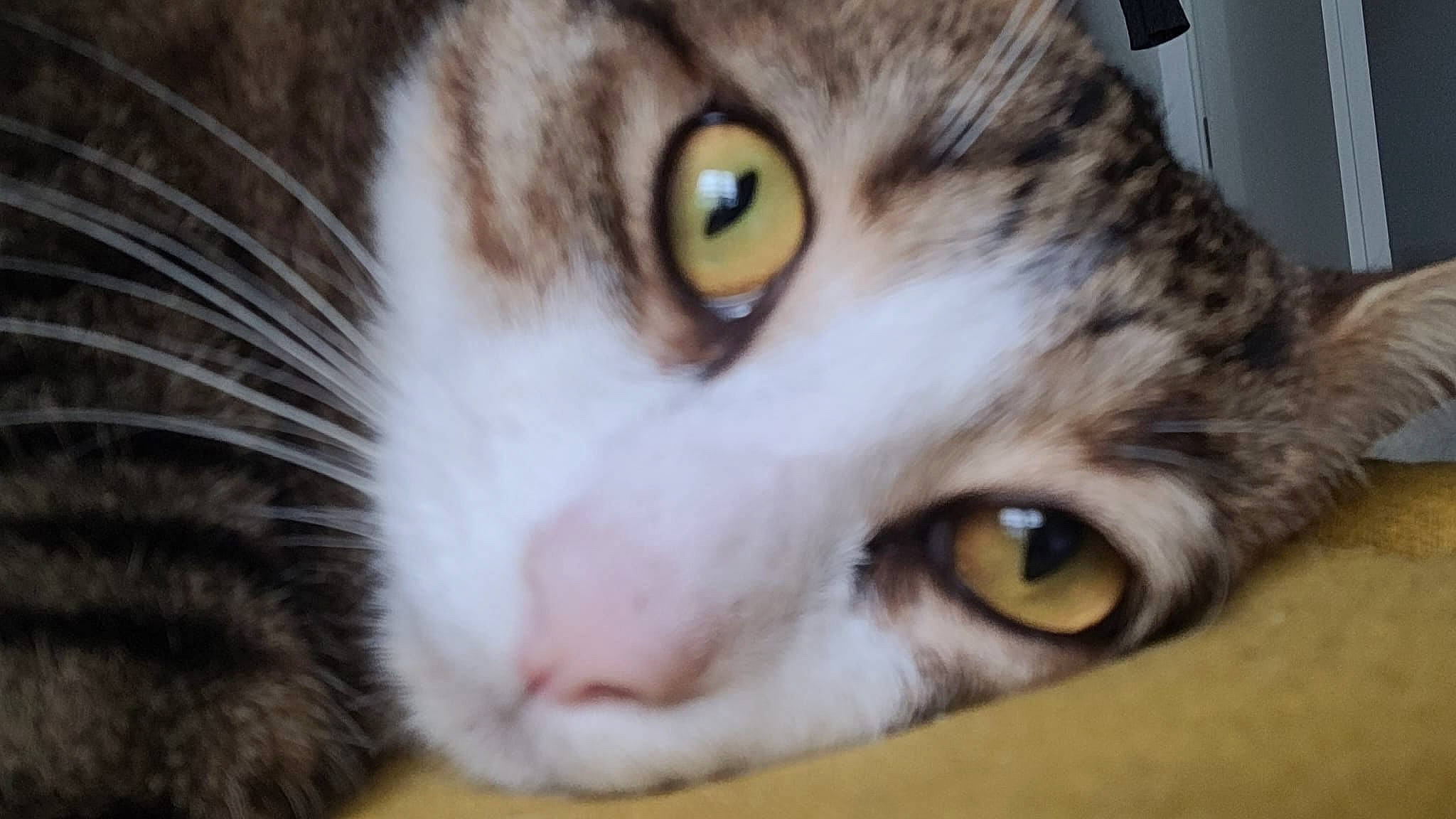 Rocky participe au concours pour gagner de l'argent avec cette photo : carnivore, cat, close_up, domestic_short_haired_cat, felidae, fur, small_to_medium_sized_cats, snout, terrestrial_animal, whiskers