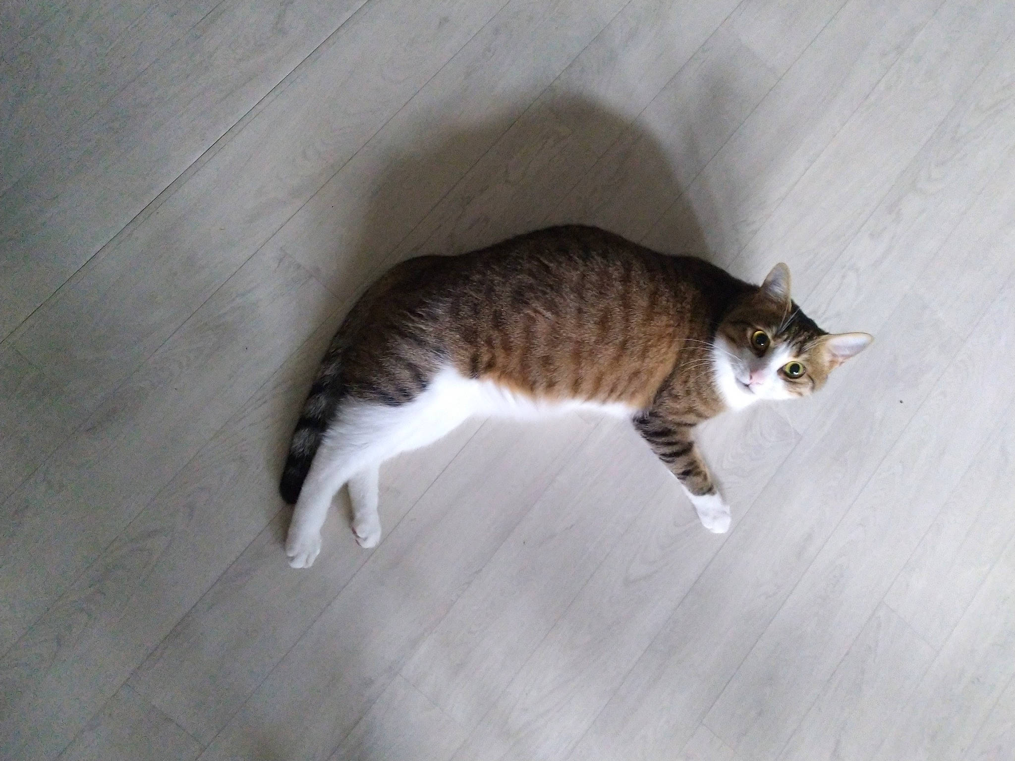 Rocky participe au concours pour gagner de l'argent avec cette photo : carnivore, cat, comfort, domestic_short_haired_cat, felidae, floor, flooring, fur, hardwood, paw, pedestal, small_to_medium_sized_cats, snout, tail, terrestrial_animal, whiskers, wood, wood_flooring