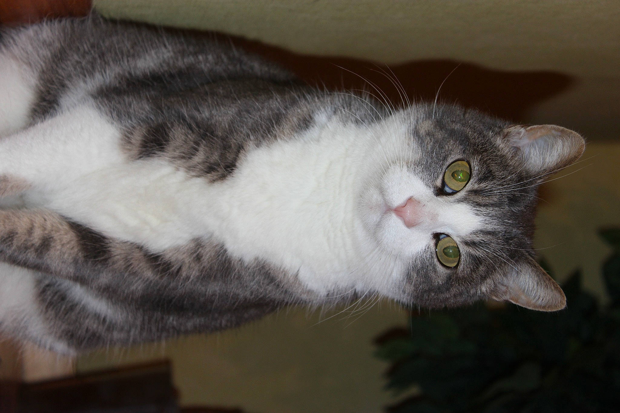 Dixi participe au concours pour gagner de l'argent avec cette photo : carnivore, cat, domestic_short_haired_cat, felidae, fur, grey, paw, small_to_medium_sized_cats, tail, whiskers