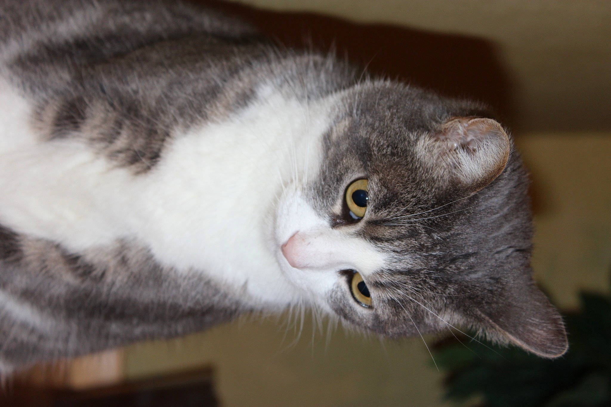 Dixi a rejoint le concours — aidez-le/la à gagner de superbes lots ! carnivore, cat, domestic_short_haired_cat, ear, eye, felidae, fur, small_to_medium_sized_cats, snout, whiskers