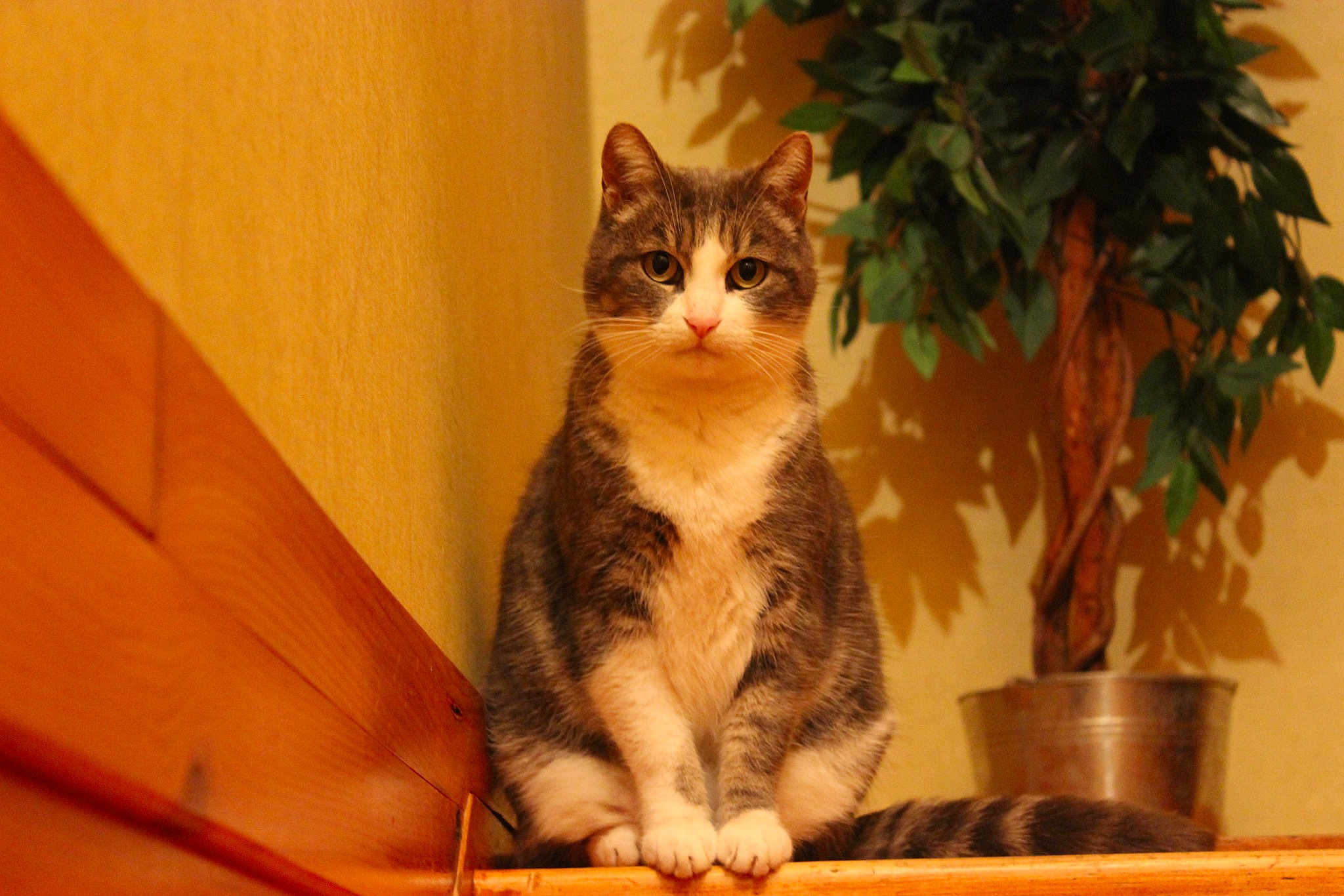 Dixi