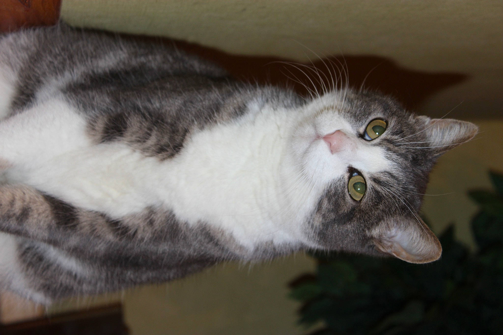 Dixi a rejoint le concours — aidez-le/la à gagner de superbes lots ! carnivore, cat, domestic_short_haired_cat, felidae, fur, grey, paw, plant, small_to_medium_sized_cats, tail, whiskers