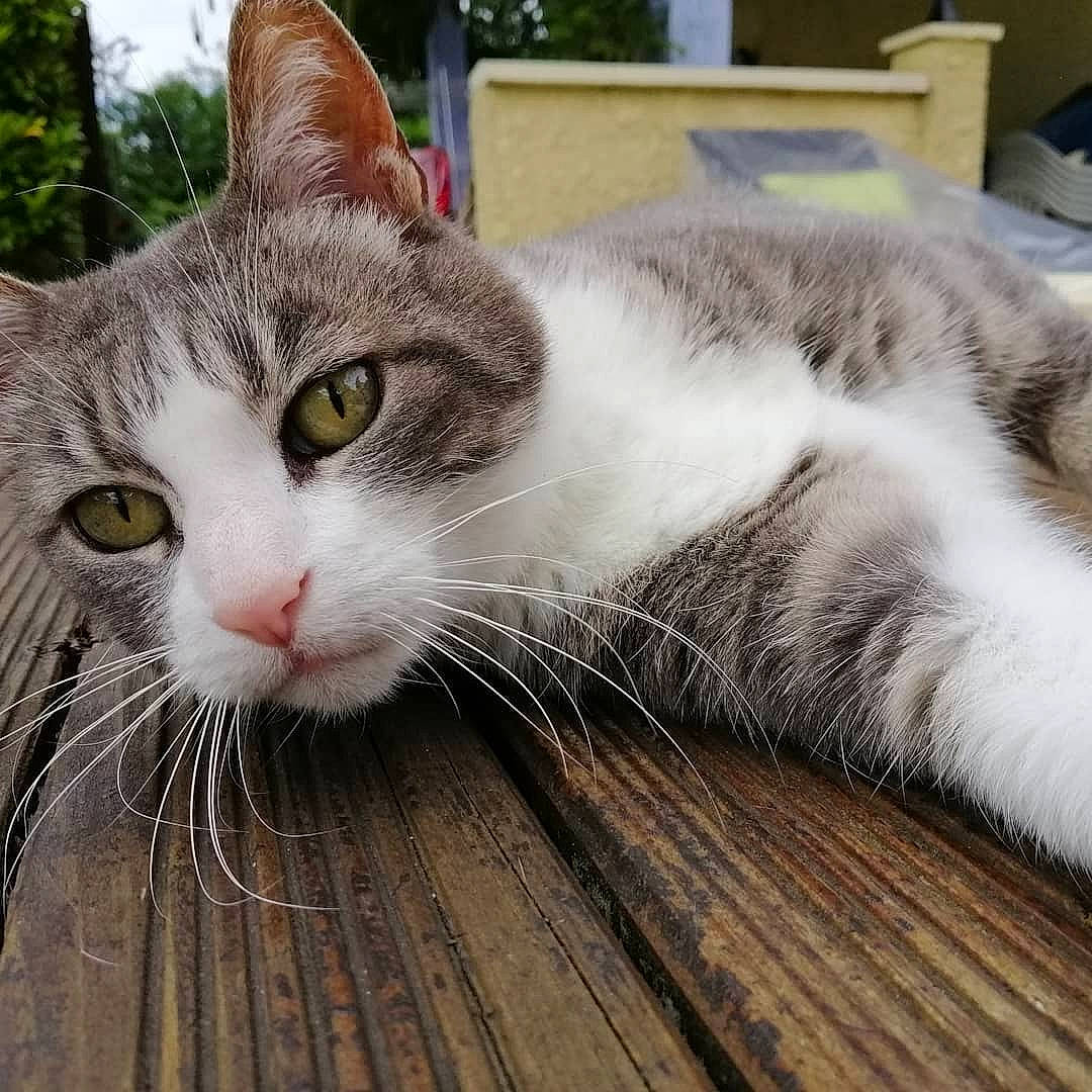 Dixi a rejoint le concours — aidez-le/la à gagner de superbes lots ! carnivore, cat, claw, comfort, domestic_short_haired_cat, felidae, flooring, fur, grass, hardwood, paw, plank, small_to_medium_sized_cats, snout, tail, tree, whiskers, window, wood, wood_flooring