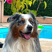 Peaky a rejoint le concours — aidez-le/la à gagner de superbes lots ! australian_shepherd, backyard, blue_eyes, blue_merle, dog, flowers, fluffy, long_hair, open_mouth, outdoor, patio, pet, phone_screenshot, pink_flowers, portrait, sitting, summer, sunlight, swimming_pool, tongue_out