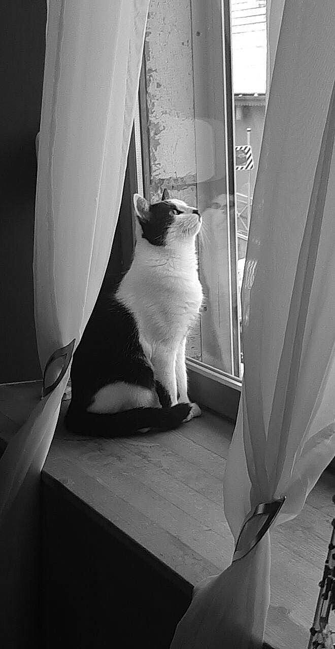 Cayenne participe au concours pour gagner de l'argent avec cette photo : black, black_and_white, carnivore, cat, felidae, leg, monochrome, monochrome_photography, photography, room, small_to_medium_sized_cats, snapshot, stock_photography, style, tail, whiskers, white, window
