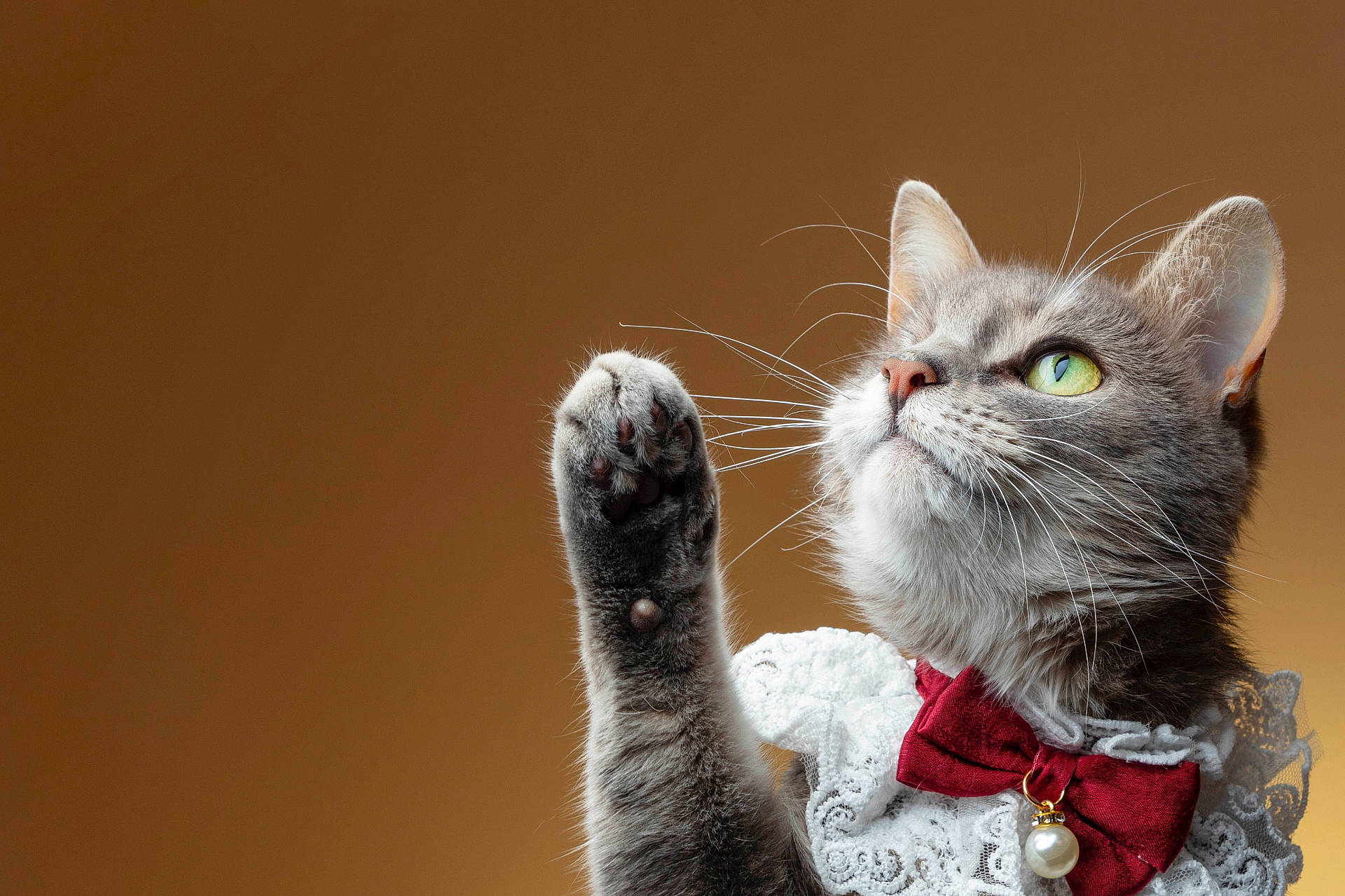 abyssinian, accessories, animal, bodypart, cat, collar, electronics, finger, formalwear, hand, hardware, homedecor, kitten, linen, manx, person, pet, siamese, strap, tie