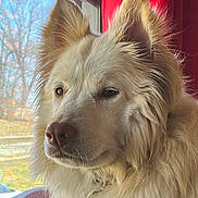 Sadie Rose is registered to the contest to win money with this photo: dog, white_dog, fluffy, window, red_curtain, natural_light, pet, portrait, indoors, fur, close_up, canine, looking_out, calm, animal, domestic_animal, muzzle, ears, side_view, house