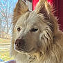 dog, white_dog, fluffy, window, red_curtain, natural_light, pet, portrait, indoors, fur, close_up, canine, looking_out, calm, animal, domestic_animal, muzzle, ears, side_view, house