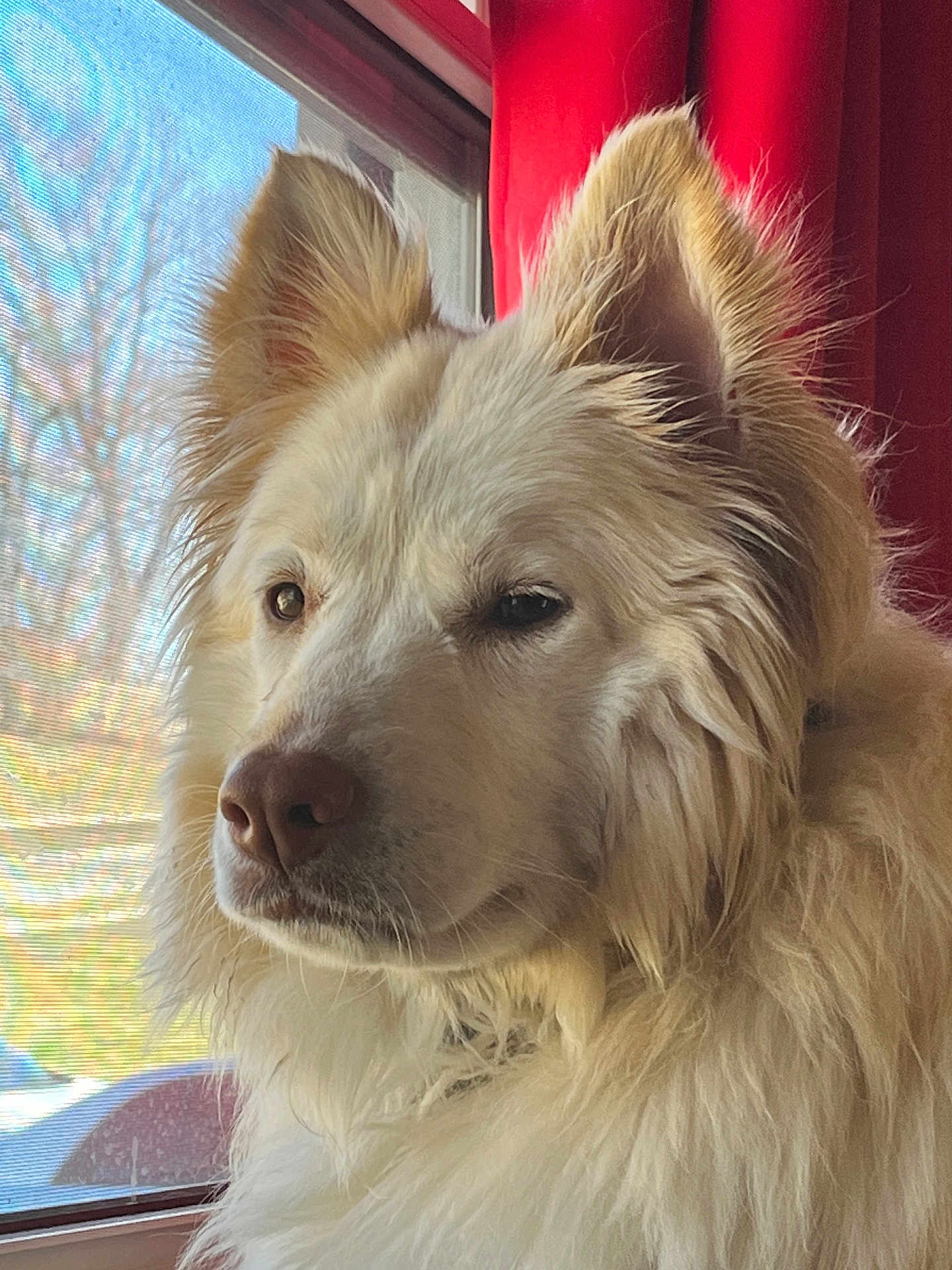Sadie Rose is registered to the contest to win money with this photo: dog, white_dog, fluffy, window, red_curtain, natural_light, pet, portrait, indoors, fur, close_up, canine, looking_out, calm, animal, domestic_animal, muzzle, ears, side_view, house