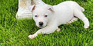 Ace is registered to the contest to win money with this photo: adorable, animal, blue_eyes, close_up, cute, daylight, dog, grass, green_grass, lying_down, nature, outdoor, pet, puppy, relaxed, sculpture_base, statue, summer, white_dog, young_dog