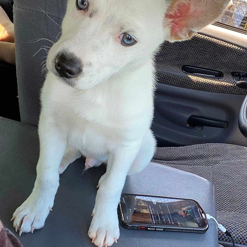 Ace is registered to the contest to win money with this photo: animal, blue_eyes, car_interior, center_console, chain_link_fence, cute, daylight, dog, ears, indoor, leash, looking_up, paw, pet, puppy, sitting, smartphone, vehicle_seat, white_dog, window