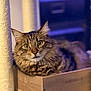 Simba a rejoint le concours — aidez-le/la à gagner de superbes lots ! cat, tabby, wooden_box, indoor, pet, feline, fur, whiskers, ears, eyes, scratching_post, relaxed, cozy, portrait, animal, cute, domestic, mammal, sitting, closeup