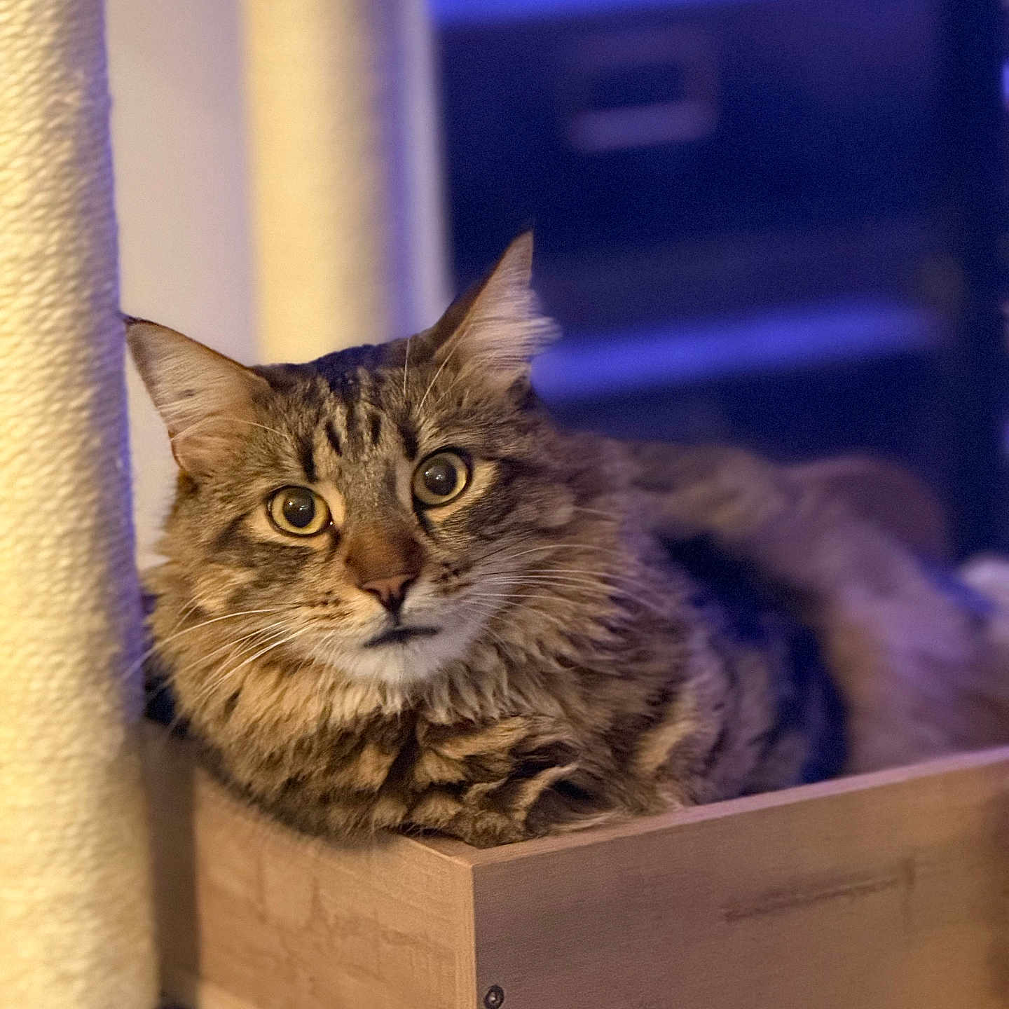 Simba a rejoint le concours — aidez-le/la à gagner de superbes lots ! animal, cat, closeup, cozy, cute, domestic, ears, eyes, feline, fur, indoor, mammal, pet, portrait, relaxed, scratching_post, sitting, tabby, whiskers, wooden_box