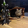 Simba participe au concours pour gagner de l'argent avec cette photo : cat, tabby_cat, paper_bag, wooden_table, metal_ornament, cactus_shaped, baubles, green_baubles, yellow_baubles, indoor, kitchen, dim_lighting, curious, cozy, pet, feline, whiskers, ears, sitting, decor