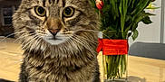 Simba participe au concours pour gagner de l'argent avec cette photo : cat, tabby_cat, feline, pet, animal, flowers, bouquet, vase, table, glass_table, indoor, wooden_table, plant, greenery, colorful, domestic_cat, sitting, curious, fur, whiskers