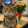 cat, tabby_cat, feline, pet, animal, flowers, bouquet, vase, table, glass_table, indoor, wooden_table, plant, greenery, colorful, domestic_cat, sitting, curious, fur, whiskers