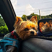 Milo joined the competition — help win amazing prizes! dog, yorkshire_terrier, small_dog, pet, car, vehicle, passenger, road_trip, driving, side_mirror, reflection, harness, blue_harness, collar, brown_fur, long_hair, portrait, outdoor, sky, trees