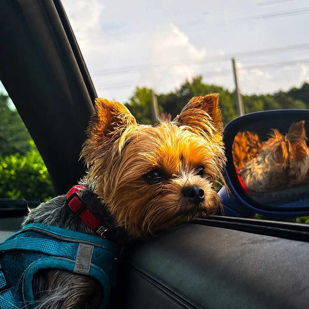 Milo joined the competition — help win amazing prizes! dog, yorkshire_terrier, small_dog, pet, car, vehicle, passenger, road_trip, driving, side_mirror, reflection, harness, blue_harness, collar, brown_fur, long_hair, portrait, outdoor, sky, trees