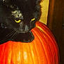 black_cat, cat, pumpkin, orange, animal, pet, yellow_eyes, feline, domestic_cat, close_up, indoor, cute, whiskers, fur, mammal, halloween, holiday, orange_pumpkin, black_fur, relaxed